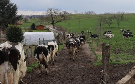 vaches laitières sur un chemin